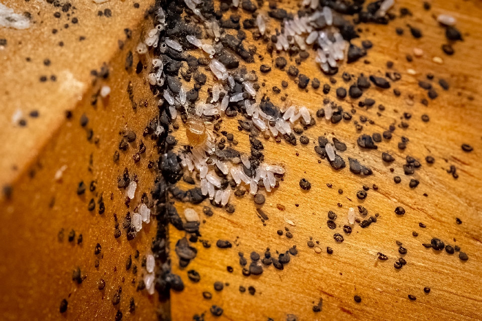 How to Deal with Bed Bug Infested Furniture